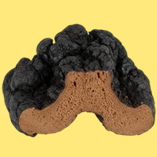 Chaga mushroom
