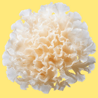 King oyster mushroom