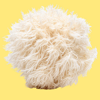 Lion’s mane mushroom