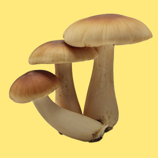 Maitake mushroom